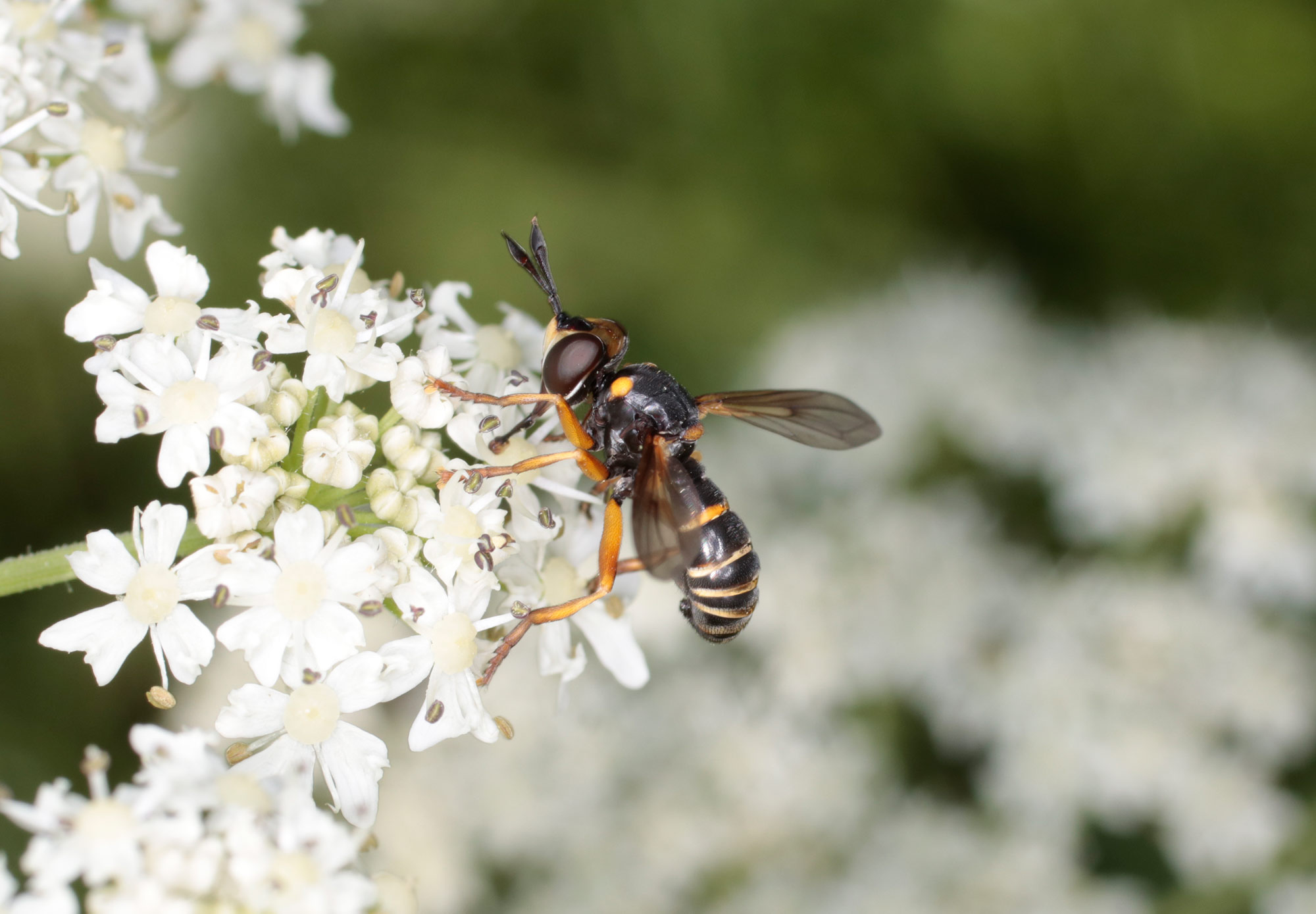 Conopidae: Abrachyglossun capitatum